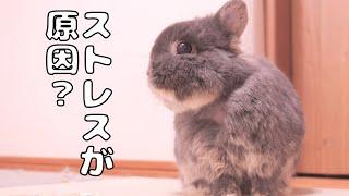 ミミの首元の毛がごっそり抜けている事に気づきました【No.1521】