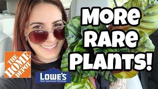 EVEN MORE RARE PLANTS!!  Proven Winners New Relseases + More at Home Depot & Lowe's in Littleton NH