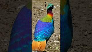 Himalayan Monal Bird Amazing Facts....    #shortsvideo #trendingshortsvideo