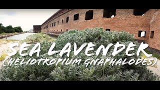 Sea Lavender (Heliotropium gnaphalodes) [4KUHD] | Threatened Thursday