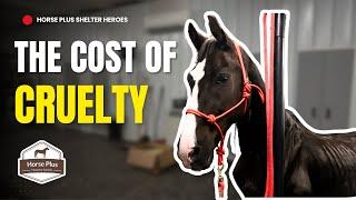 Damage That Can't Be Undone | Horse Shelter Heroes - S6 E18