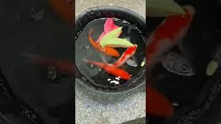 '스프레이 코팅' 이 필요한 분은 이 영상을 꼭 보세요 (정보는 고정댓글)