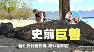 Meet the prehistoric giant Komodo dragon in Indonesia