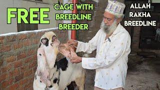 Allah Rakha breedline hyderabadi breeder aur Gulabi bakri available in Hyderabad defense colony