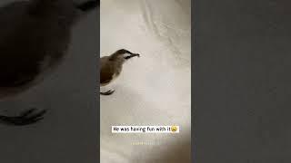 Bird catches Bug