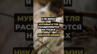 Муравьи и тля больше не беспокоют #дача #огород #урожай
