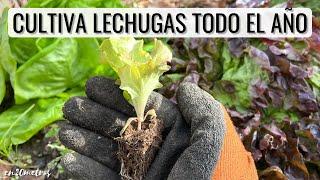 Cómo PLANTAR LECHUGAS en casa o huerto TODO EL AÑO: fácil, barato y con éxito || en20metros