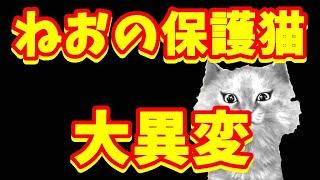 ねおの保護猫　再生数がガタ落ちの理由を超絶理論的に解説してみた！！