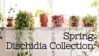 Spring 2021 Dischidia Collection