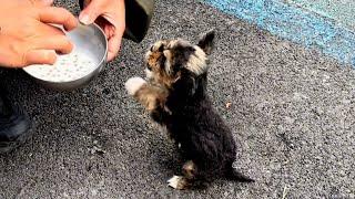 "Thank you", the puppy choked back tears after being fed after being abandoned in hunger