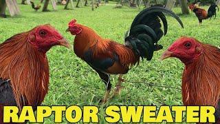 Beautiful SC DN Sweater Raptor Goldenboy AE FARM - Carl Dimayuga