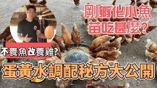 中國風金魚【魚苗飼養秘訣大公開】金魚飼養技巧、金魚飼料。