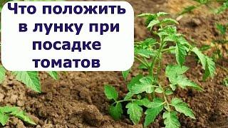 463. Что положить в лунку при посадке томатов, как сажать.