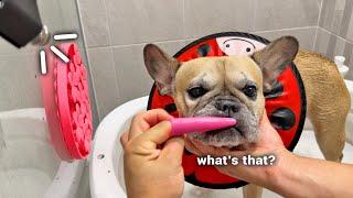 You Won't Believe What It Takes To Bath My French Bulldog**Bath Routine ASMR