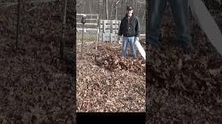 Are pine needles good mulch #garden #gardening #growfoodnotlawns #farming #soilhealth