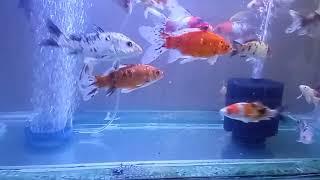 Gold fish Aquarium | Big Size gold fish aquarium | Chennai RR Aquarium