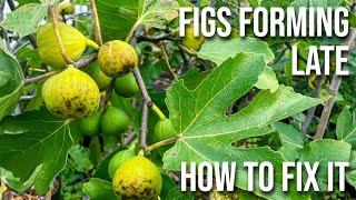 End of Season & Figs are Forming: Will They Ripen? How to Fix it