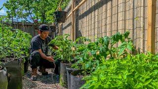 Drip Irrigation is a Time Saver - Never Have to Water the Garden Again!