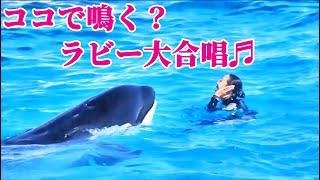 シャチもトレーナーさんさんも超ノリので最高!! 鴨川シーワールド シャチショー KamogawaSeaWorld  orca killerwhale