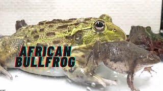 GIANT AFRICAN BULLFROG EATS FROGS / BULLFROG FEEDING