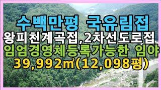 2천만원 가격인하(7천만원)왕피천계곡 수백만평 국유림접한 임야,#울진부동산#싼땅#경북땅#시골땅#촌땅#임업후계인