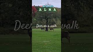 Deers on a walk. Alma New Brunswick[A.Kharchenko 10.24] #deer #muledeer #animals #Alma #canada#4k