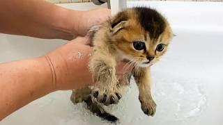 First bath for the bravest Scottish Fold kitten / Kitten street