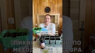 Пикировка рассады перцев