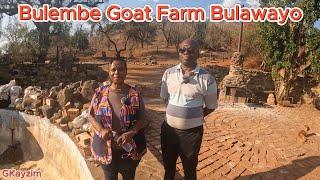 Goat Farming at Bulembe Estates Fort Rixon Siyaphikelela #goat #bulawayo #farming #sheep #water