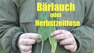 Bärlauch und giftige Herbstzeitlose unterscheiden