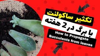 راحت ترین روش تکثیر ساکولنت از طریق برگ در 2 هفته | Succulent propagation