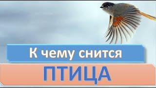 К чему снится ПТИЦА | СОННИК