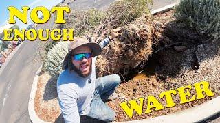 Not Enough Water | Plant Watering Mistakes