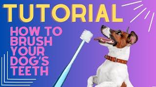 TUTORIAL How to EFFECTIVELY Brush Your Dog's Teeth | 360º Round Toothbrush Oral Care | BrushMyTeeth