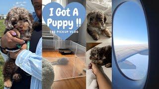 Flying to pick up my new Puppy | Chocolate Merle Cockapoo | First Week in his Life  VLOG