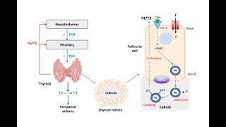 Using Thyroglobulin For Evaluation of Thyroid Disease