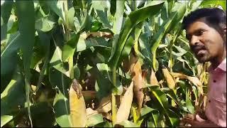 Kaveri Maize KMH 8322