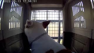 POV dog traveling on airplane.