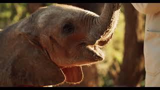 Rescue of Orphaned Elephant Korbessa | Sheldrick Trust