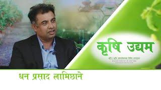 धन प्रसाद लामिछाने I Krishi Udhyam - EP.56 I 11.11.'24 I Dhan Prasad Lamichhane