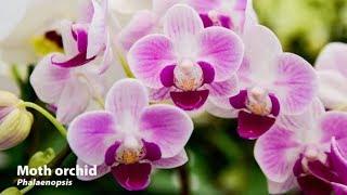 How to Grow Orchids | Mitre 10 Easy As Garden