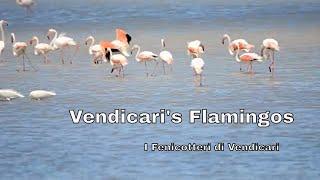 Vendicari's Flamingos - I fenicotteri di Vendicari