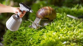 The best natural insecticide! Get rid of snails, aphids and caterpillars in 2 minutes