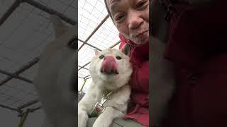 柴犬エガちゃん猫になる #柴犬　#噛み犬　#保護犬