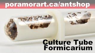 The Culture Tube Formicarium