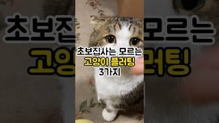 초보집사는 모르는 고양이 플러팅3가지