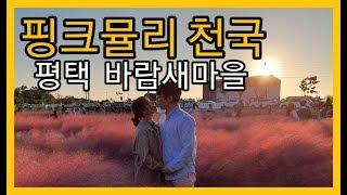 [또니혀니의 평택바람새마을vlog] - 소풍정원 핑크뮬리 축제 데이트 : pink muhly