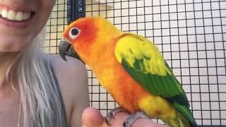 Sun Conure Talking | Lily