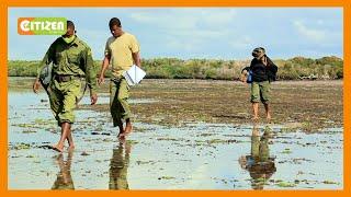 Residents of Pate Island take lead role in conserving ocean resources