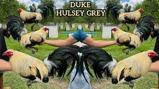 Duke Hulsey Grey Albany John Bishop Kelso - Big Farm Philippines WAKELA FARM